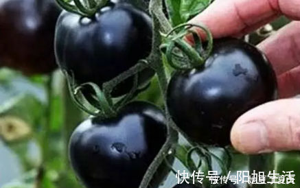 女性不想早衰,不妨多吃以下食物,延缓衰老,淡化色斑,早吃早好