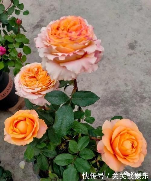 邻居家有这四种花,要个枝插土里就活,聪明人都这么干