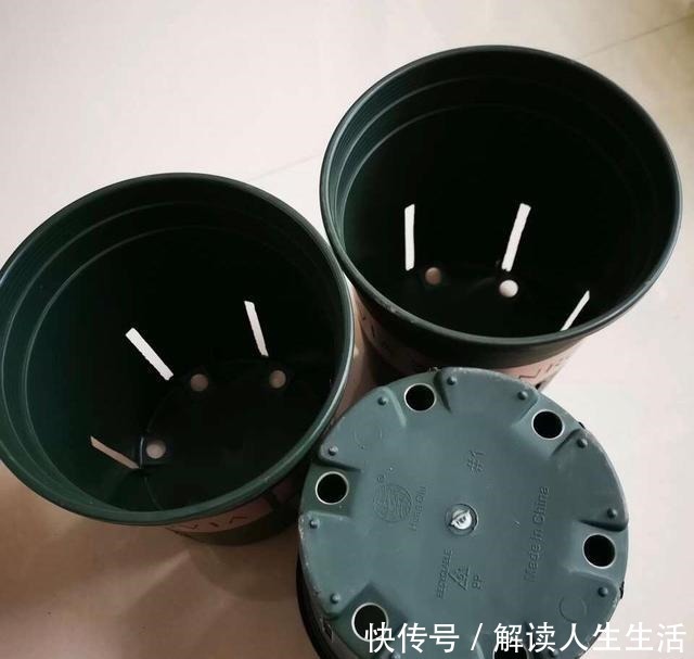 植物|养花13年,总结“6个”养花入门要点,三分钟看懂,养啥花都活!