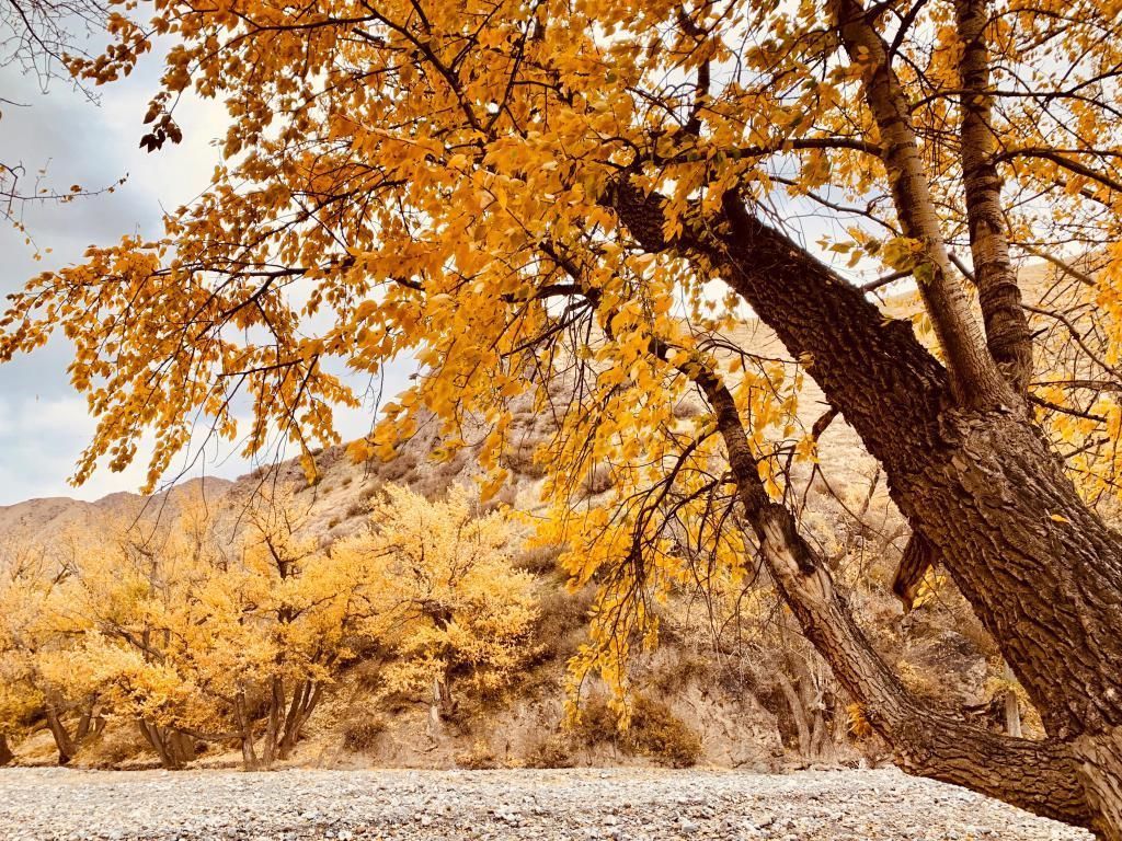 罗什|千古一僧鸠摩罗什圆寂纪念日直到今天我们仍然怀念他