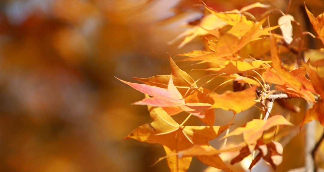  诗词|【诗词鉴赏】古诗词里听秋声，声声入耳，句句在心！