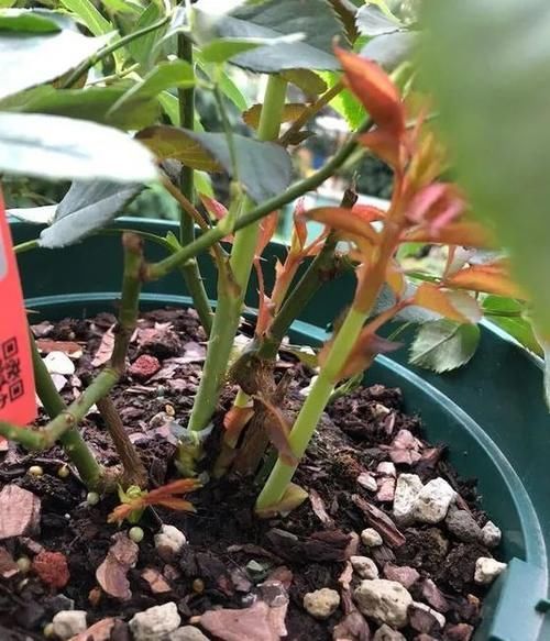 月季花株型总是长不好?学会正确的打顶方法株型长的正!