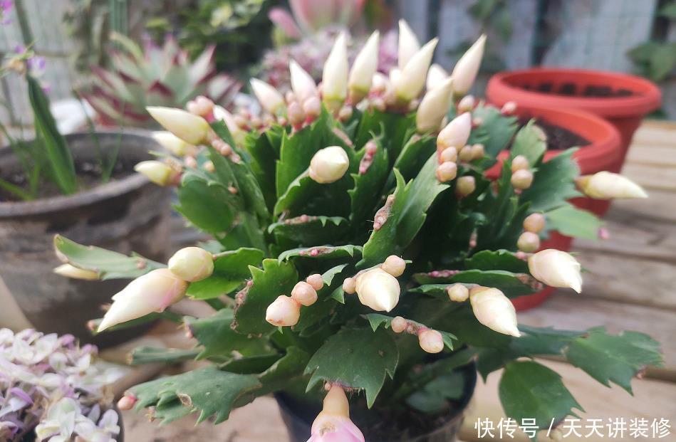 胖嘟嘟|养蟹爪兰做好4点,叶片“胖嘟嘟”,每片叶子长出多个花苞