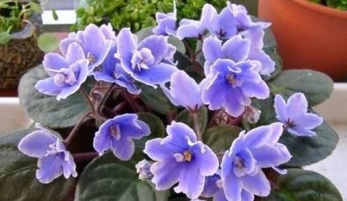  养花|阳台养花就养此3种，美丽不输玫瑰，四季开花，香气飘满屋