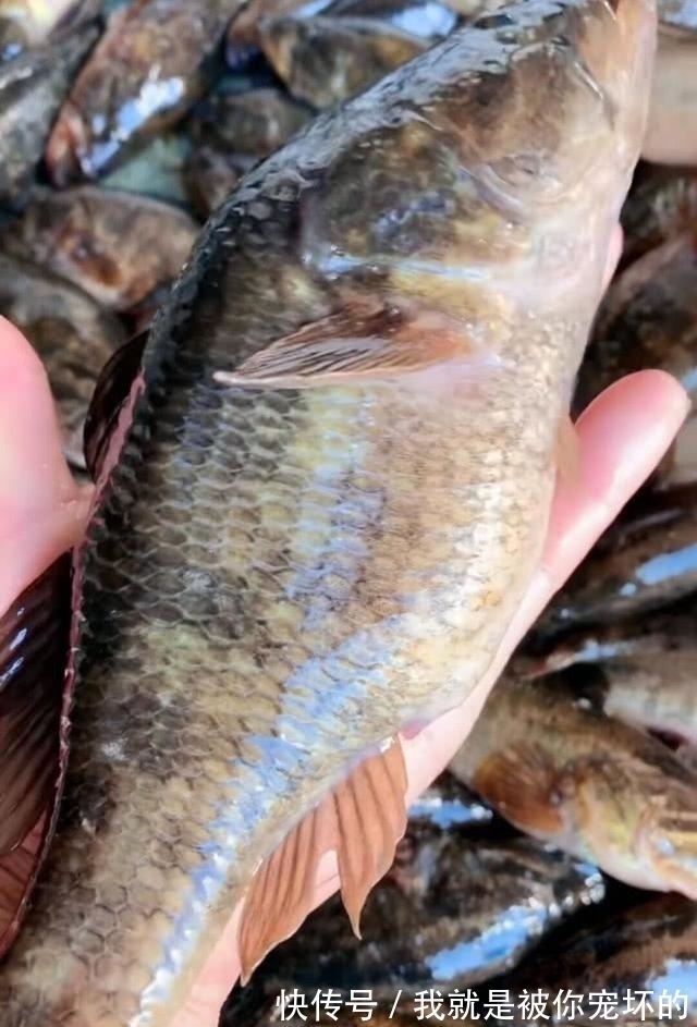 东北的老头鱼是一种什么鱼？生活在野泡子里，冬天冰封也冻不死