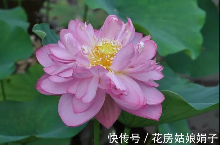 千瓣莲|珍品莲花，花开1000瓣，花色多变，花多少钱也得养上1缸