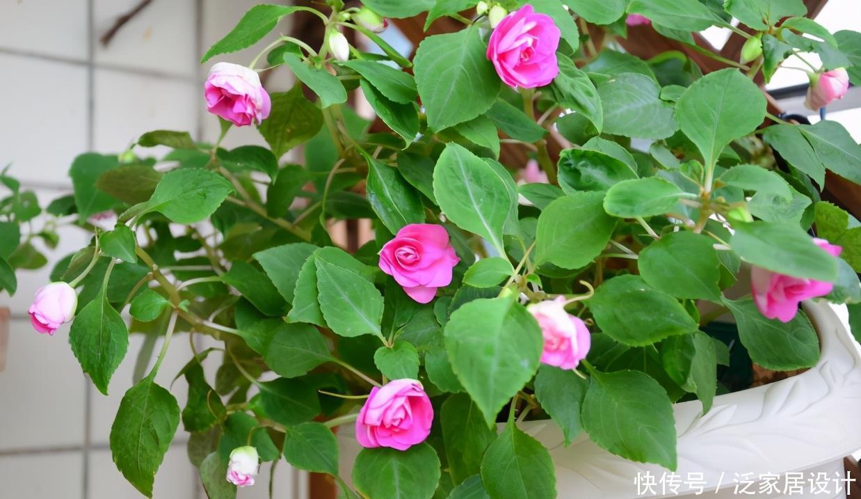 高温天气|新人养花,盆栽这3款,不用怕它们不耐折腾,还漂亮好活