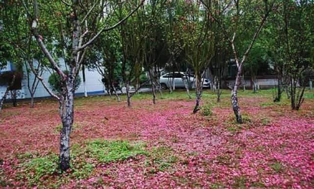 唐诗宋词鉴赏#中国古代有一首诗,千年来几乎无人能读懂,千年来却人人赞不绝口