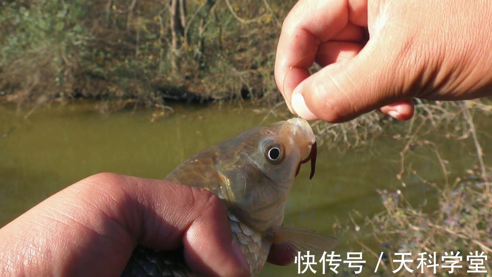 饵料|冬天鲫鱼开口轻，老钓手有方法针对，学会这3点提高中鱼率