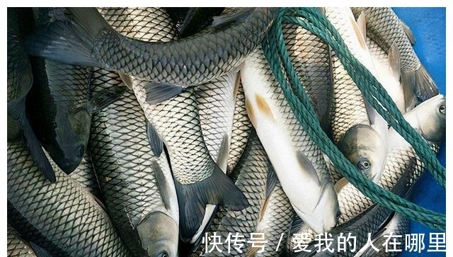 野钓青鱼,钓一次爽一次的攻略和技法