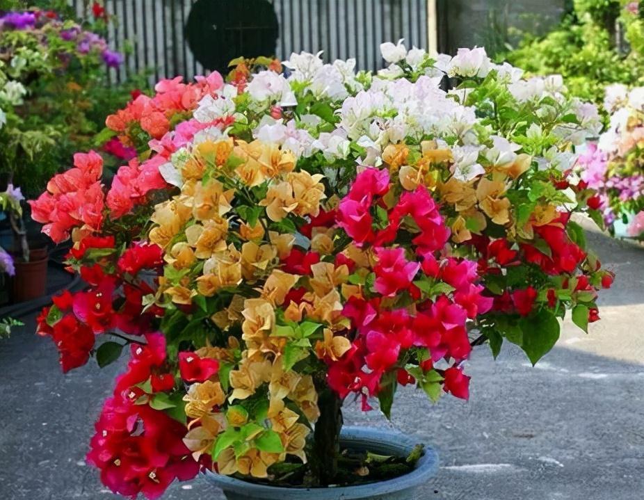 公认好养的“五种花”,漂亮又大气,还能养成老桩,越养越有价值