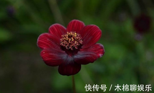 浪漫|大家见过黑色的菊花吗散发出巧克力的香味,使空气都是浪漫气息