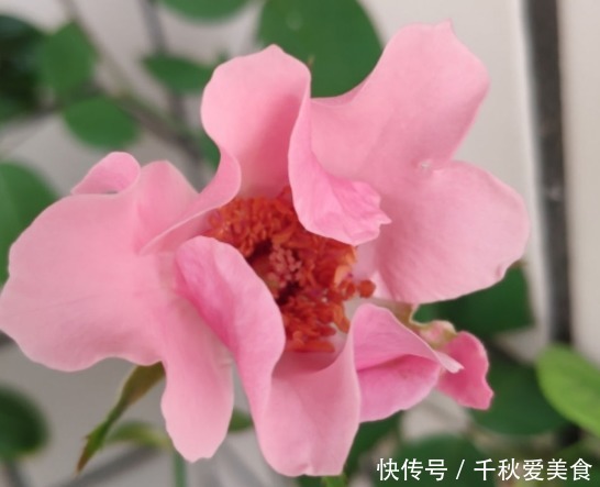 10个最奇葩的月季品种,你可能一个都没见过!