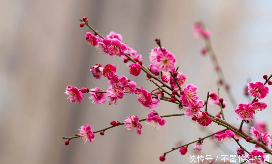 中年|春暖花开游贵州，“花花世界”惹人醉！