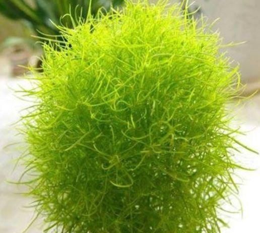 文竹|有“3种植物”,长得像文竹,但比文竹更油绿,养在家里面美爆了