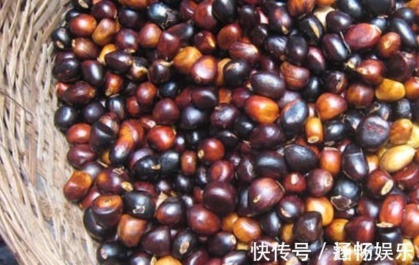 凤眼果|它是长在树上的“花生”,农民们视为珍贵野果,很多人见过没吃过