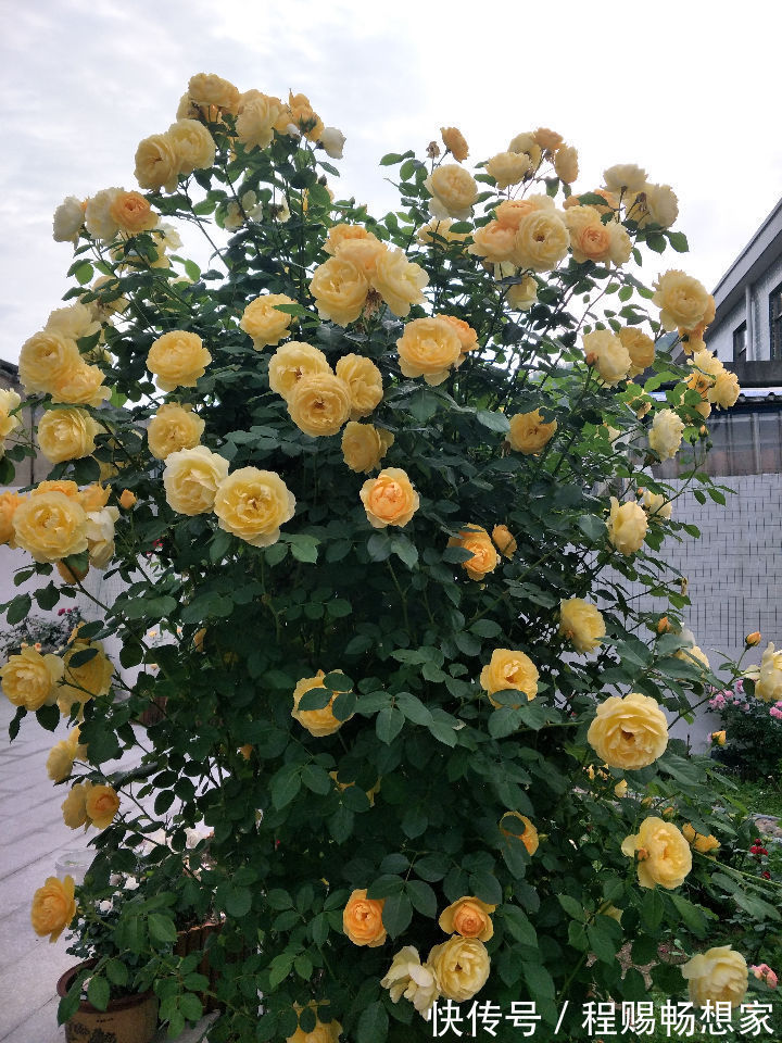 藤本花卉选“格拉汉托马斯”,全年开花,花量巨大,阳台变花园