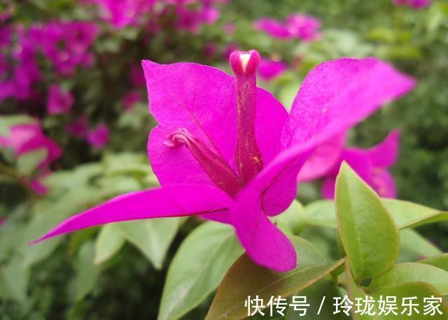 半个月|栀子花茉莉花最爱“酸水”，半个月来一次，疯狂开花也没黄叶