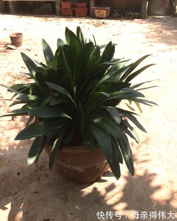 c养了39年的君子兰,叶子长了100多片,又浓又绿,太羡慕了