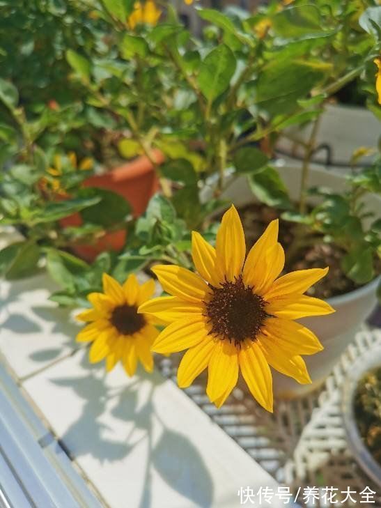 春天适合播种的8种花,撒完种3天冒芽,一个月就开花