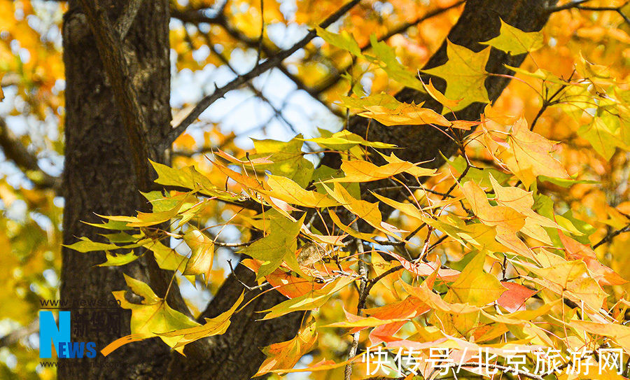 彩叶树种|秋意浓 北京植物园部分彩叶树种进入最佳观赏期