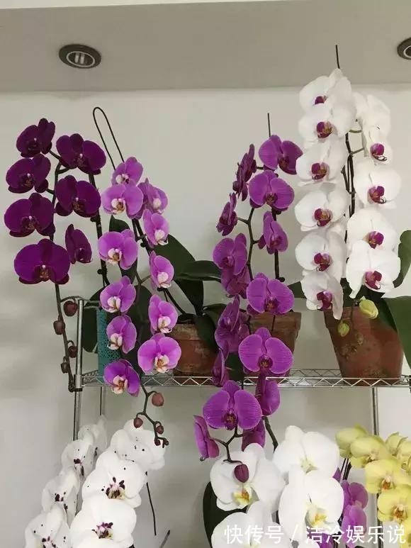 烂根|养花圈子中,1种花公认“不好养”,能养好的都是大神!