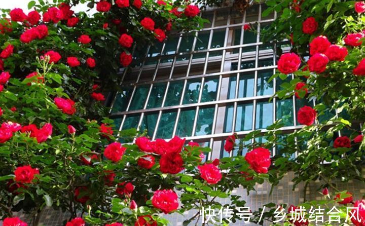 养花试试这款,成群开花时,看起来更壮观