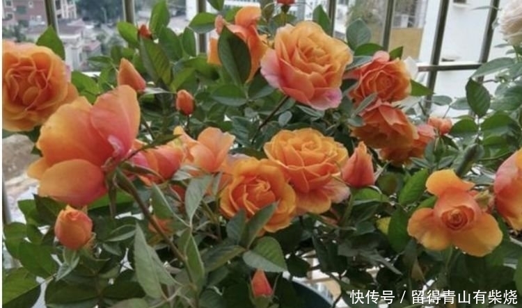 4种花很漂亮,好养易活能爆盆,开花量大,花开枝繁叶茂