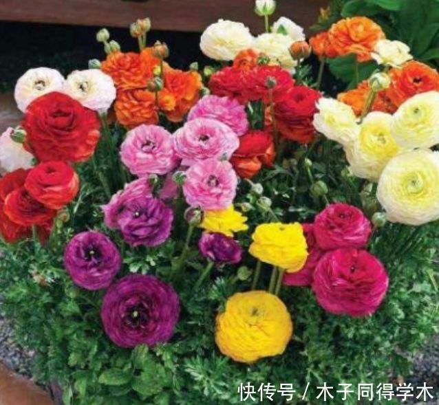 4种花适合新手养,不用费心,有阳光就爆盆,给点水就疯长