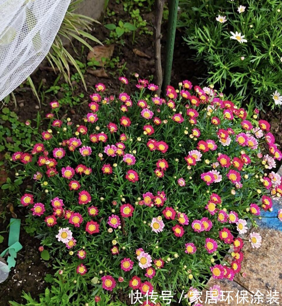 浇水|6种花,最怕热,30度就黄叶,再乱浇水,容易“烂根”