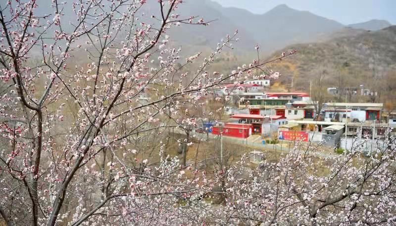 满山杏花迎春开太行山上春色浓！