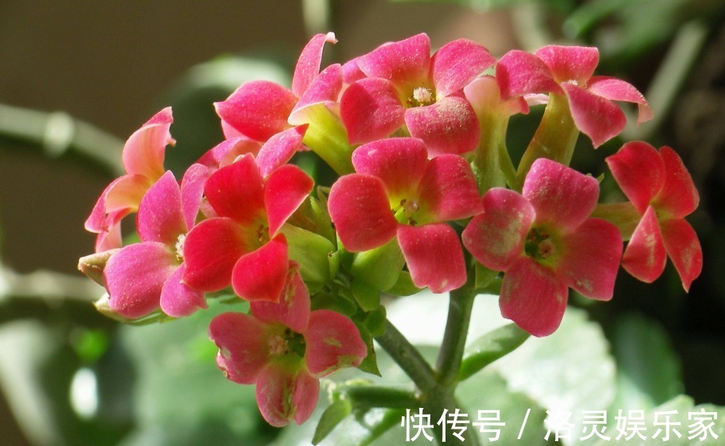 浇水越多死得越快的四种花,花友要控制住自己,不浇水长得才茂盛