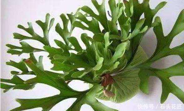 鱼骨|此5种植物，叶子“奇特”又漂亮，养在家里大气、又好看