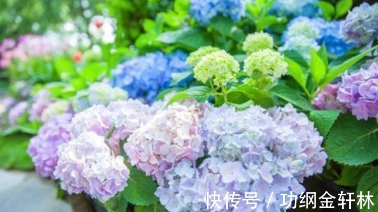 3种“漂亮又好养”的花,一开就是300多天,太好养