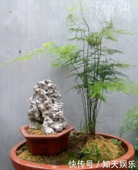 文竹有黄叶别担心,“1种”粉末兑水浇,叶子2天变油绿