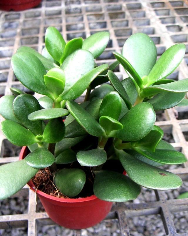 此3种花,就要贱养,不矫情,越懒长的越好,不是吹牛哦!