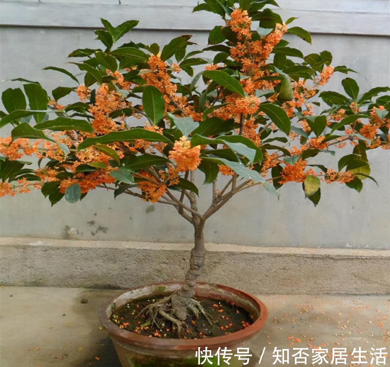 3种“养人树”,漂亮有香味,能吃能观赏,建议至少养一种