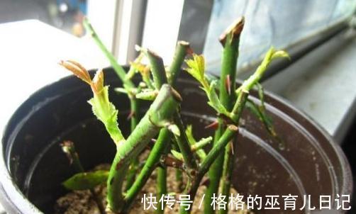 扦插植物不生根,教你6招小技巧,生根快,成活率倍增