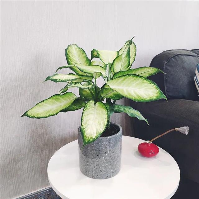 常见的20种有毒花草，有老人、小孩、宠物的家庭千万注意