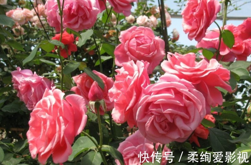 厨房清洁“神器”小苏打,拿来养花,2种用法5大好处