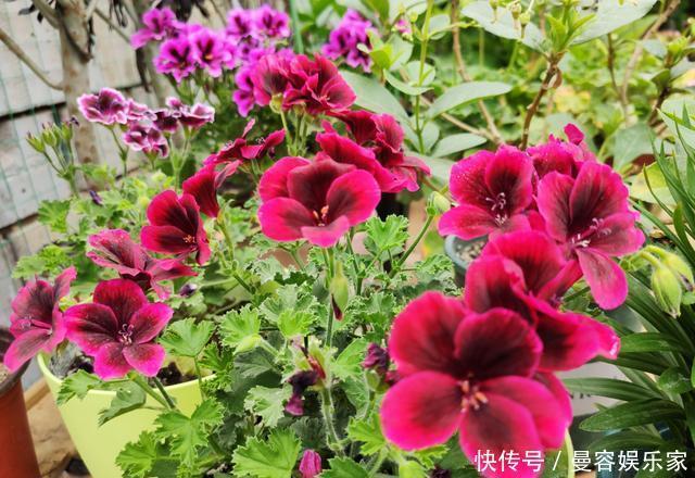 根系|养花,一换盆就出问题注意3个“事项”,快速冒新根,事半功倍