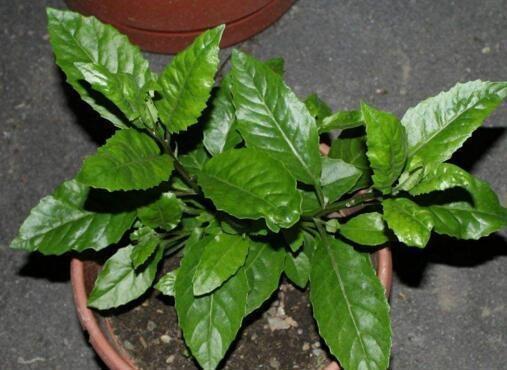 观音苋|长得河边的“它”,“降压”有奇效,只需嚼2片,血压降下来!