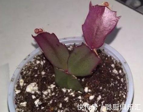 这样给蟹爪兰浇水,蟹爪兰不但没死,还年年花开几百朵