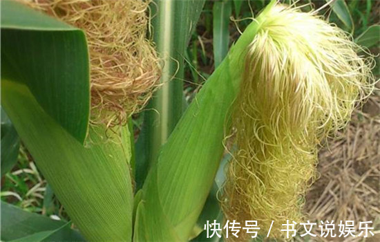 荷叶|藏在身边的天然胰岛素，每天喝一口，强身又健体，血糖悄悄降下来