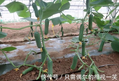 白菜|我在非洲打工，每天都吃白菜鸡蛋，很多人喜欢种菜