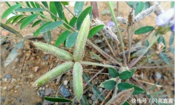 遇见|留个意:此野草价值珍贵作用大,若是遇见,请往家里摘