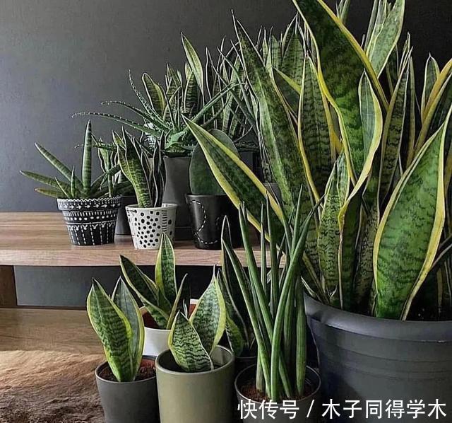 客厅养花就选这六种,寿命长、寓意好,省心又好养,你家养了几种