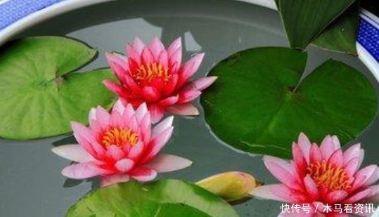 “5种花”浇不死,浇水越多,长得越旺,开出漂亮花,随心浇!