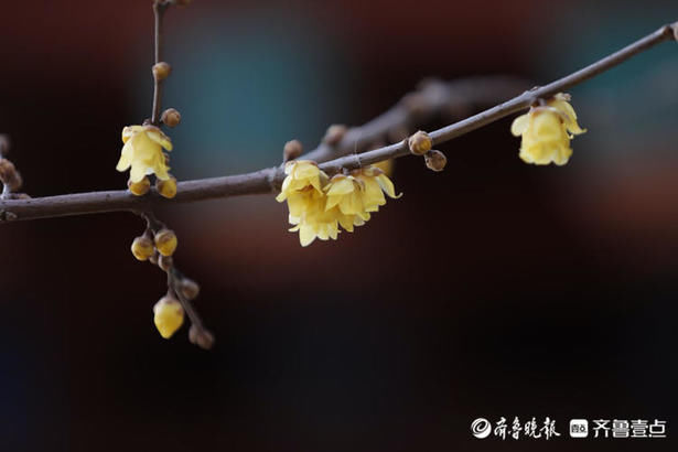 情报站｜疏影暗香动！济南大明湖的腊梅清香远飘，沁人心脾