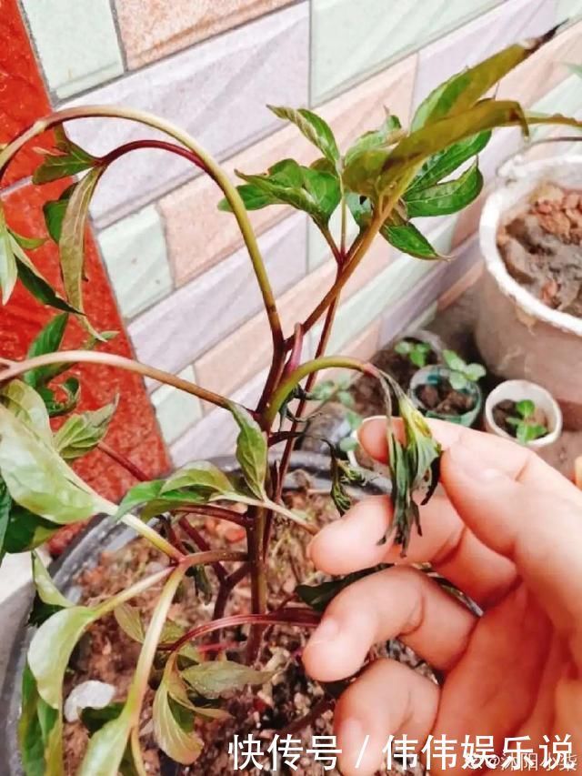 地方|夏天养花,这个地方千万别摆,否则3天死翘翘